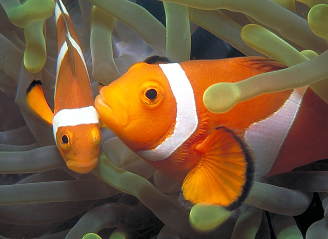 Clownfish Pics